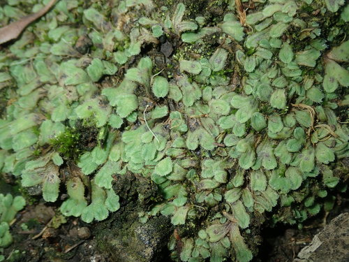 Image of Riccia asprella by (c) Thomas Mesaglio, some rights reserved (CC BY)