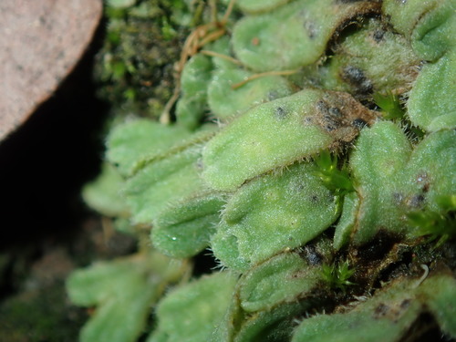 Image of Riccia asprella by (c) Thomas Mesaglio, some rights reserved (CC BY)