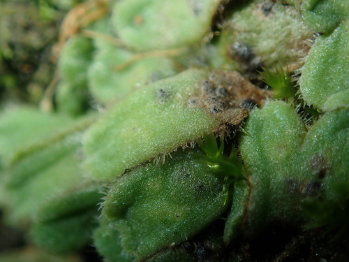 Image of Riccia asprella by (c) Thomas Mesaglio, some rights reserved (CC BY)