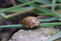 Coccinellidae