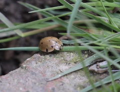 Coccinellidae