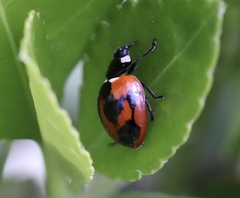 Coccinella septempunctata