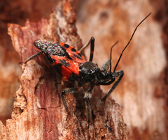 Catasphactes coprias