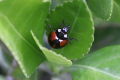 Coccinella septempunctata