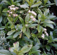 Traversia baccharoides
