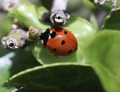 Coccinella septempunctata
