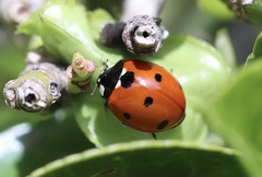 Coccinella septempunctata