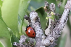 Coccinella septempunctata