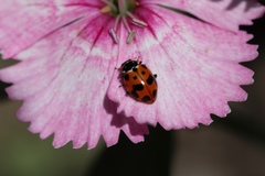 Coccinellidae