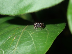 Maratus scutulatus