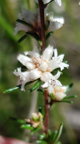 heathy cryptandra (Cryptandra ericoides)