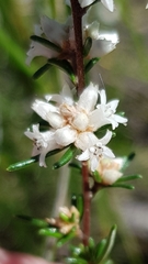 Cryptandra ericoides