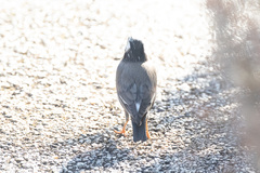 Spodiopsar cineraceus