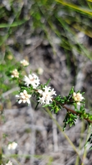 Cryptandra ericoides