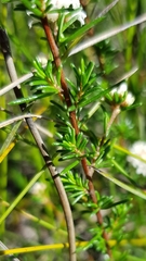 Cryptandra ericoides