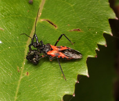 Catasphactes coprias