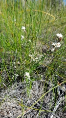 Cryptandra ericoides