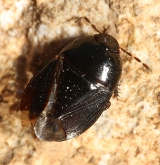 Geotomus