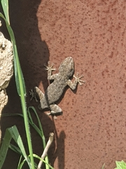 Ptyodactylus puiseuxi