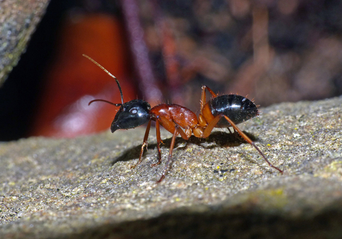 Banded Sugar Ant
