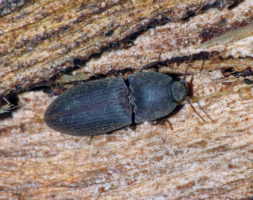 Agrypnus impressicollis · iNaturalist