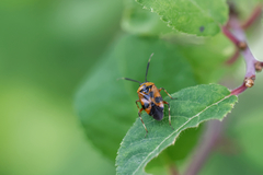Deraeocoris punctum