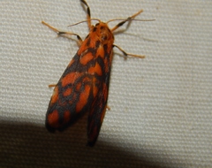 Tumicla sagenaria
