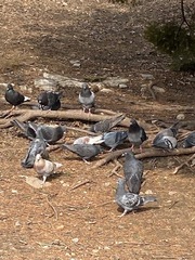 Columba livia domestica