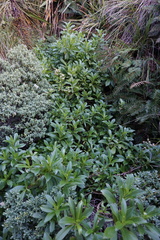 Traversia baccharoides