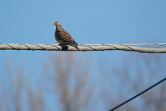Streptopelia orientalis