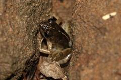 Phrynobatrachus natalensis