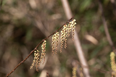 Stachyurus praecox
