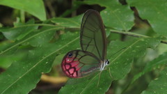 Cithaerias cliftoni