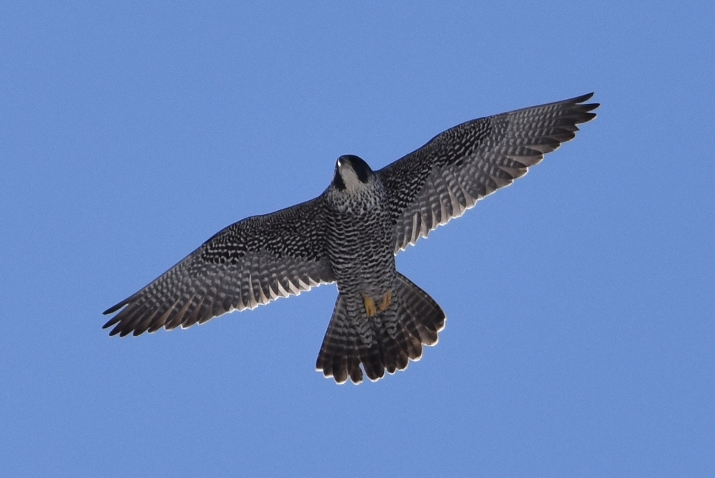 Peregrine Falcon (Peale's)
