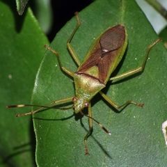 Amblypelta nitida