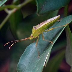 Amblypelta nitida