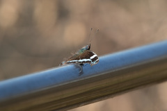 Kaniska canace nojaponicum