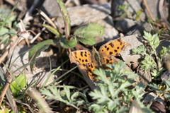 Polygonia c-aureum
