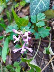 Corydalis paczoskii
