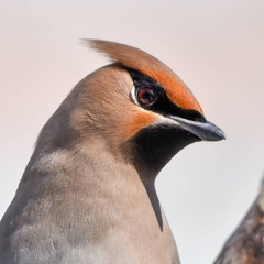Bombycilla garrulus