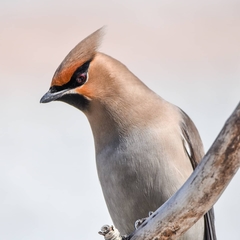 Bombycilla garrulus