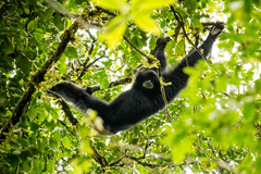 Siamang photo 1