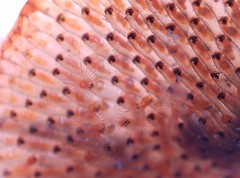 Watersipora subtorquata