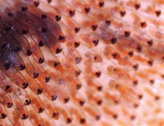 Watersipora subtorquata