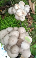 Roridomyces austrororidus