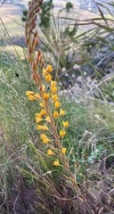 Bulbine cepacea