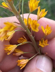 Bulbine cepacea
