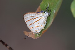 Hemiolaus caeculus