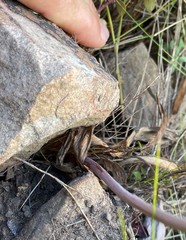 Bulbine cepacea