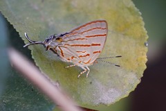 Hemiolaus caeculus
